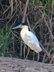 Pilherodius pileatus