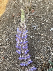 Lupinus formosus