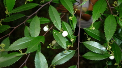 Phyllonoma laticuspis