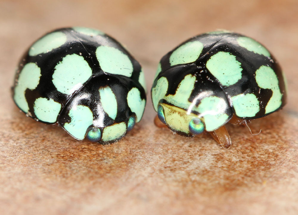 Brachiacanthini