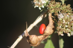Erythrina herbacea