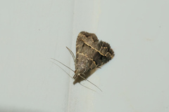 Schrankia bilineata