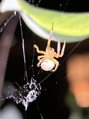 Araneus thaddeus