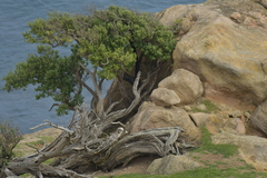 Olearia traversiorum