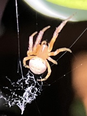 Araneus thaddeus