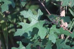 Vitis mustangensis