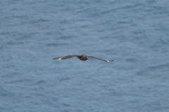 Stercorarius antarcticus