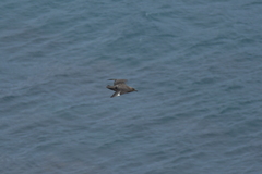 Stercorarius antarcticus