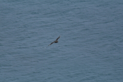 Stercorarius antarcticus