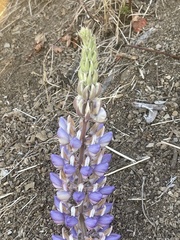 Lupinus formosus