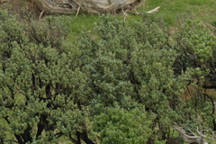 Olearia traversiorum