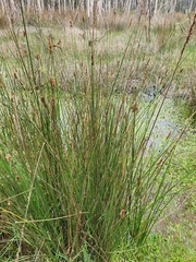 Juncus acutus