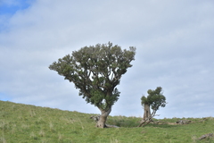 Olearia traversiorum