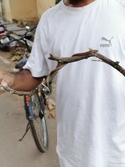 Sibynophis subpunctatus