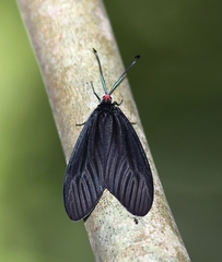 Histia flabellicornis