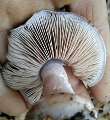 Cortinarius camphoratus