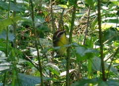 Basileuterus rufifrons