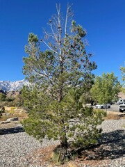 Pinus brutia eldarica