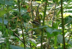 Basileuterus rufifrons