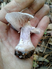 Cortinarius camphoratus