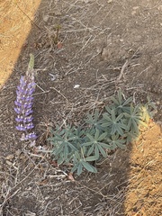 Lupinus formosus