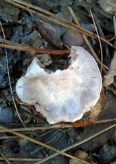 Cortinarius camphoratus