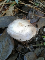 Cortinarius camphoratus