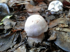 Cortinarius camphoratus