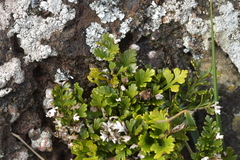 Asplenium chathamense