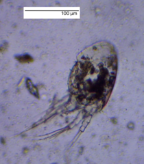 Copepoda