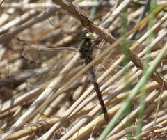 Adversaeschna brevistyla