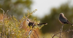 Pomatostomus ruficeps