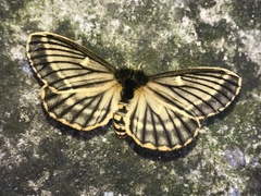 Meroleuca