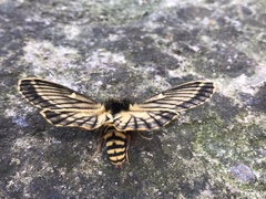 Meroleuca