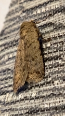 Caradrina clavipalpis
