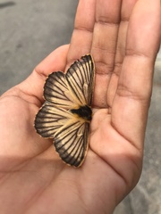 Meroleuca