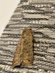 Caradrina clavipalpis