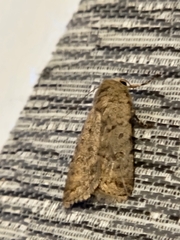 Caradrina clavipalpis