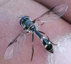 Dioprosopa clavata
