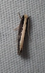 Monopis crocicapitella