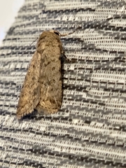 Caradrina clavipalpis