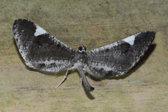 Macrosoma heliconiaria