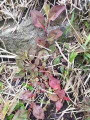 Persicaria capitata