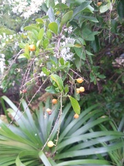 Duranta erecta