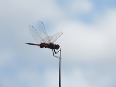 Tramea loewii