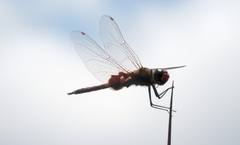 Tramea loewii