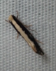 Monopis crocicapitella