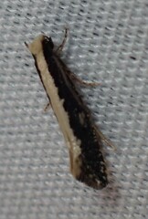 Monopis crocicapitella