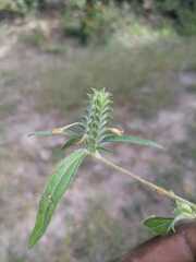 Tetramerium nervosum