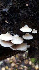 Panellus mitis
